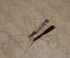 Empicoris sp.